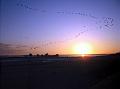 vol de grues